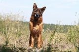 BERGER ALLEMAND 138